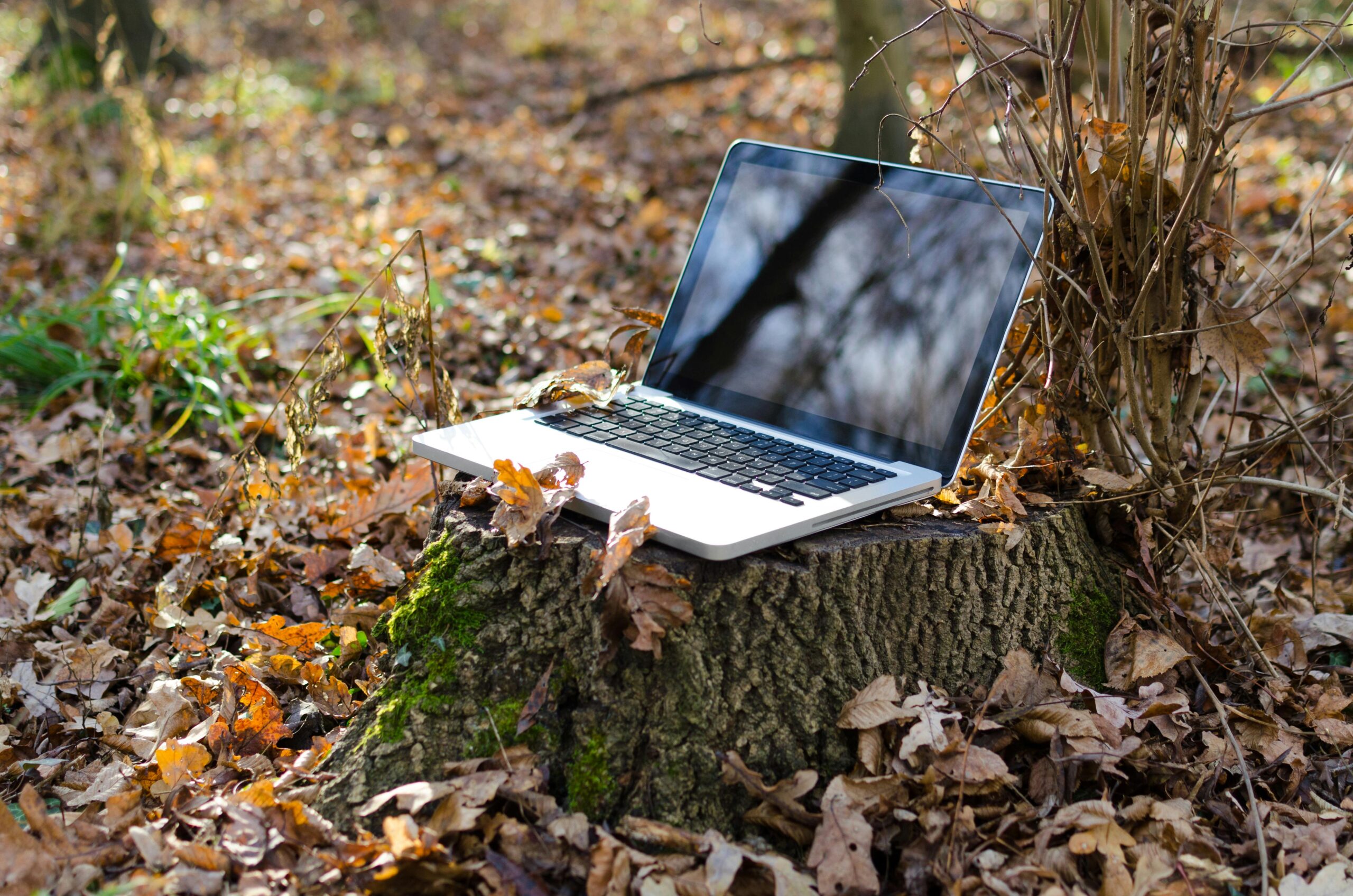 A laptop rests on a tree stump surrounded by autumn leaves in a serene forest setting.