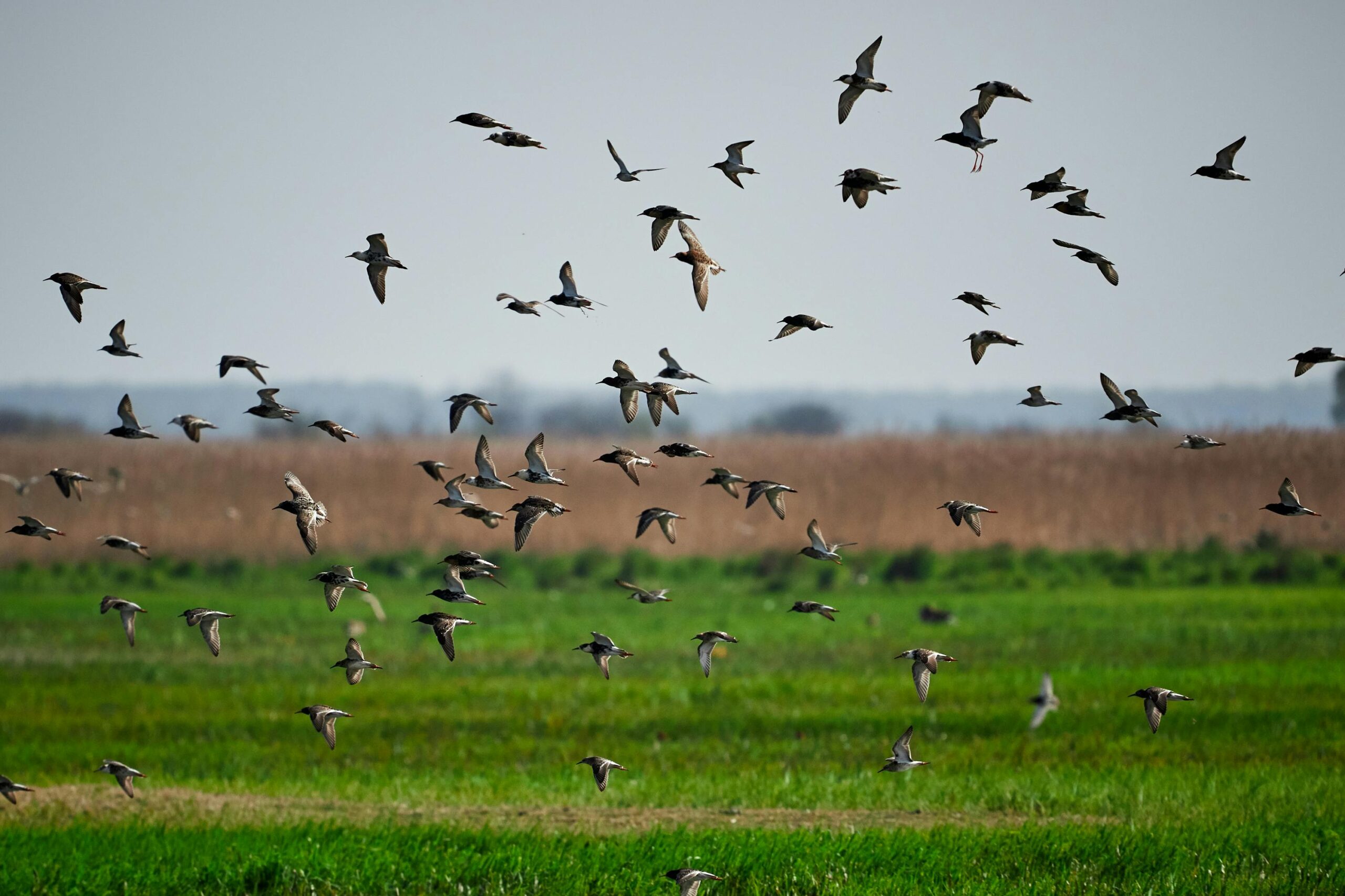 A picturesque scene of a flock of birds flying over a lush green field during the day.