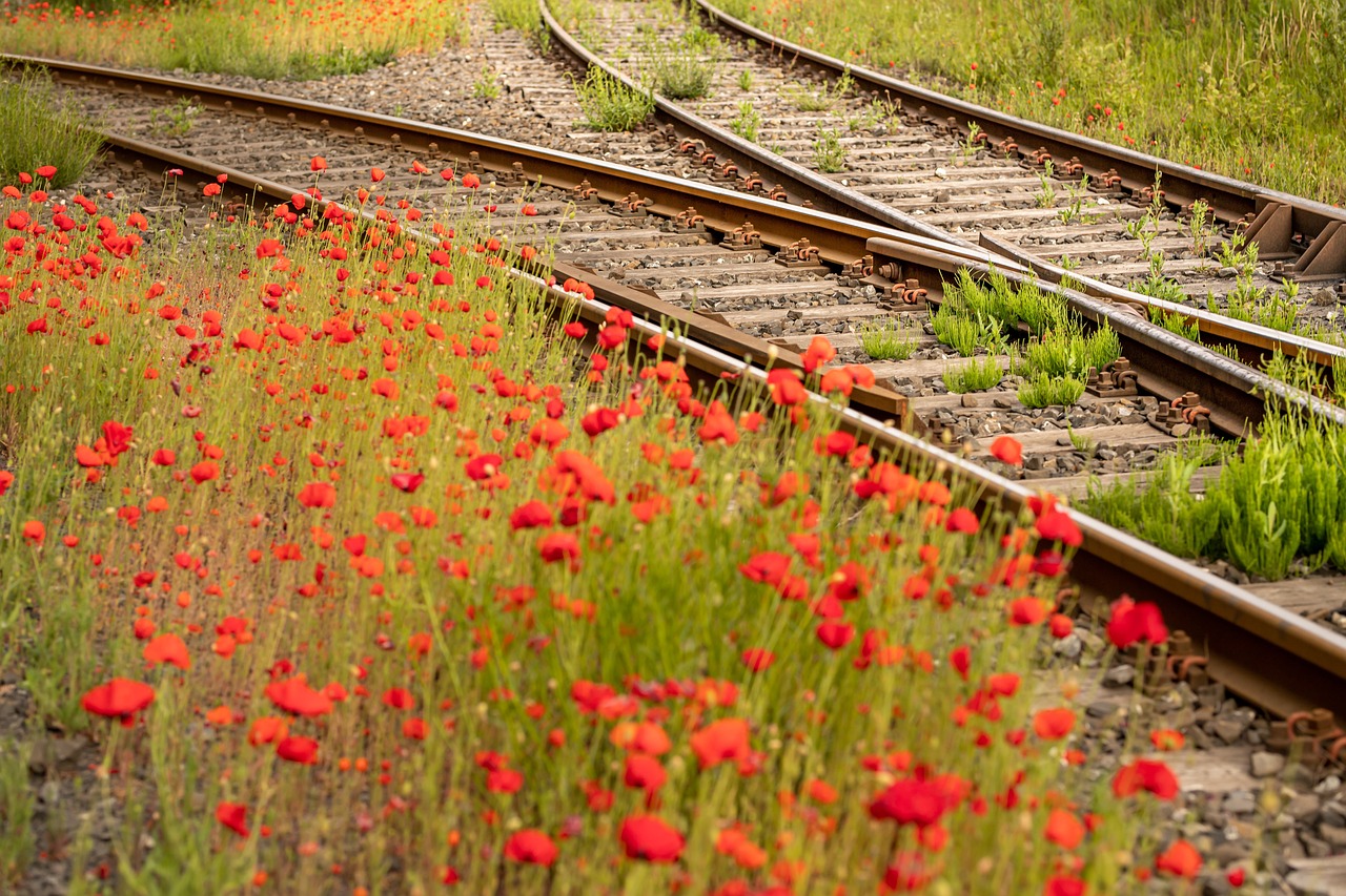 soft, decision, junction, track, merge, crossing, railroad track, rails, tracks, gravel, railway line, changing lanes, railroad tracks, railroad, track bed, to travel, future, train, rail, path, choice, selection, railway rails, rail transport, merge, merge, merge, merge, merge