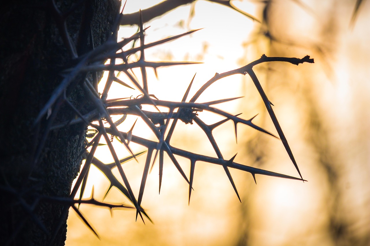 nature, branch, spike, thorn, tree, thorn, thorn, thorn, thorn, thorn